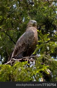 European honey buzzard (Pernis apivorus), also known as the pern or common pern,is a bird of prey in the family Accipitridae.