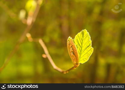 European hornbeam, young leaf in spring