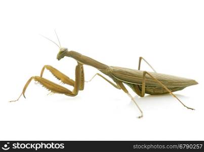 European mantis in front of white background