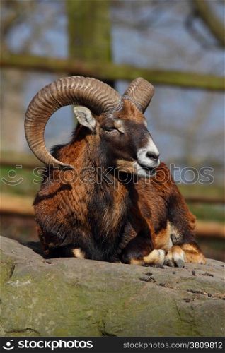 european mouflon on a rock. Ovis aries orientalis