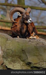 european mouflon on a rock. Ovis aries orientalis