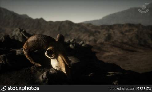 European mouflon ram skull in natural conditions in rocky mountains