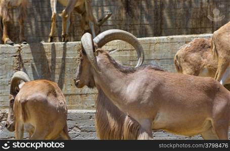 European mountain goats with big horns