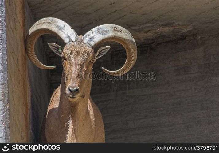 European mountain goats with big horns