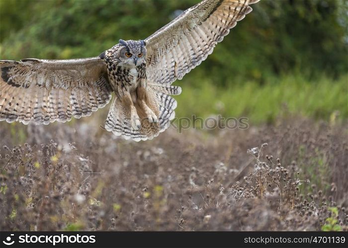 European or Eurasian Eagle Owl, Bubo Bubo, wings spread in flight