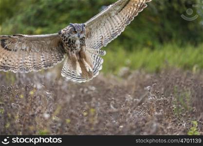 European or Eurasian Eagle Owl, Bubo Bubo, wings spread in flight