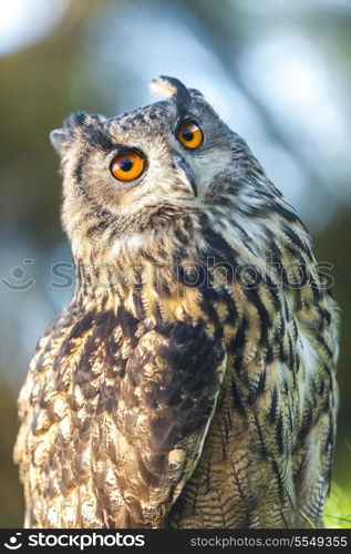 European or Eurasian Eagle Owl, Bubo Bubo, with big orange eyes