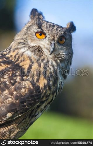 European or Eurasian Eagle Owl, Bubo Bubo, with big orange eyes