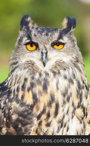 European or Eurasian Eagle Owl, Bubo Bubo, with big orange eyes