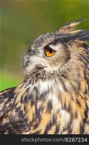 European or Eurasian Eagle Owl, Bubo Bubo, with big orange eyes