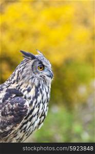 European or Eurasian Eagle Owl, Bubo Bubo, with big orange eyes among fall or autumnal trees