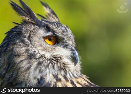 European or Eurasian Eagle Owl, Bubo Bubo, with big orange eyes and a natural green background