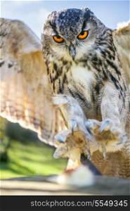 European or Eurasian Eagle Owl, Bubo Bubo, with big orange eyes landing on a tree stump