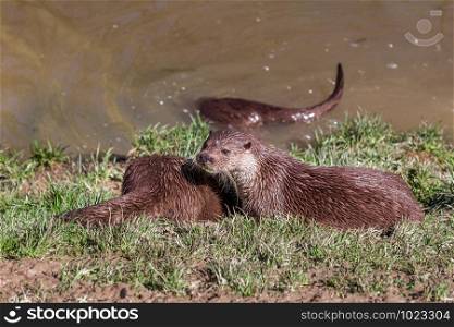 European Otter, Lutra Lutra, relaxing near a river. England, UK