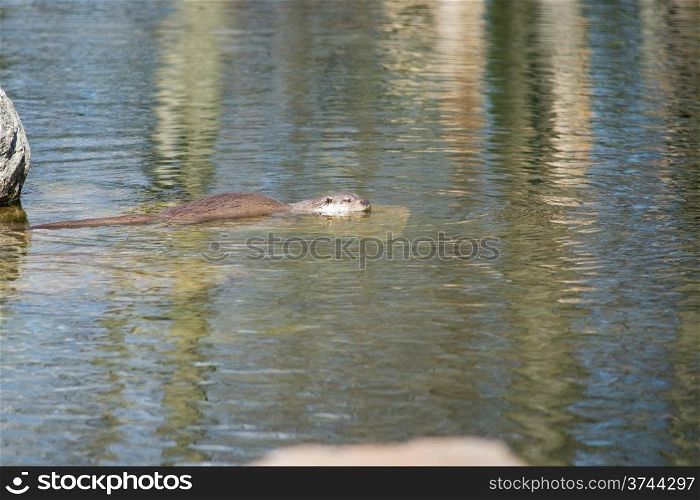 European otter, Lutra lutra, swimming in water