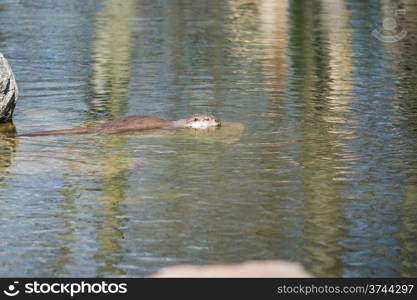 European otter, Lutra lutra, swimming in water