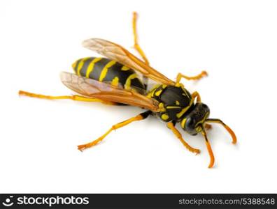 European paper wasp (Polistes dominula) isolated on white