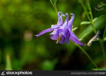 European purple columbine flower, green background, close up