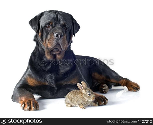 European rabbit and rottweiler in front of white background