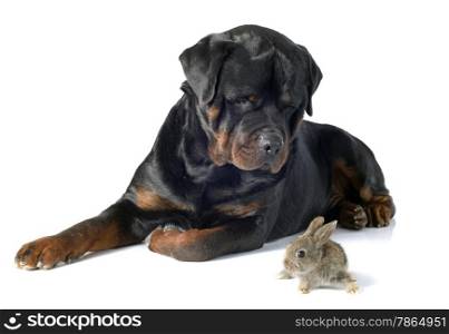European rabbit and rottweiler in front of white background