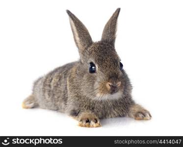 European rabbit in front of white background