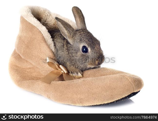 European rabbit in shoes in front of white background