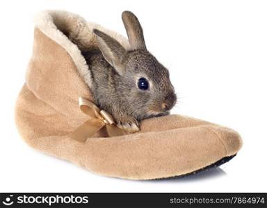 European rabbit in shoes in front of white background