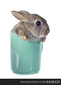 European rabbit in teacup in front of white background