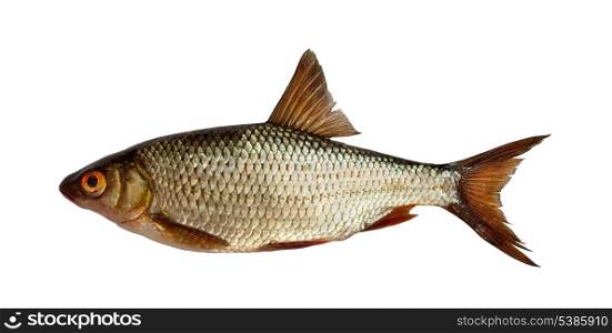 European roach - freshwater fish isolated on white