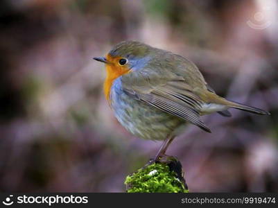 European robin, Erithacus rubecula, or robin redbreast, perched on a branch by day. European robin, Erithacus rubecula, or robin redbreast, perched on a branch