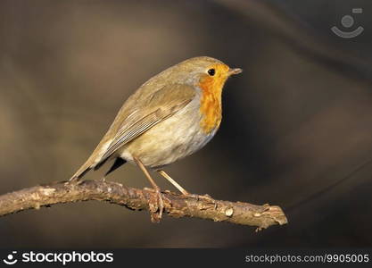 European robin, Erithacus rubecula, or robin redbreast, perched on a branch by sunset. European robin, Erithacus rubecula, or robin redbreast, perched on a branch