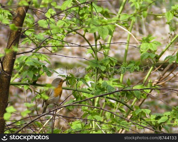 european robin. european robin, erithacus rubecula in a bush in spring