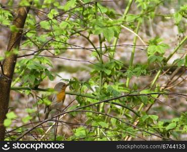 european robin. european robin, erithacus rubecula in a bush in spring