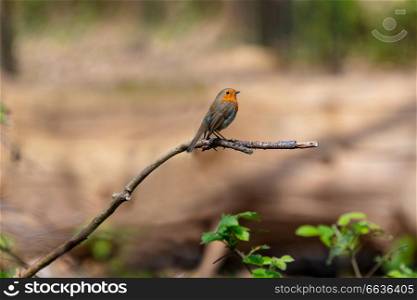 European Robin, or Robin Redbreast, Erithacus Rubecula sitting on a tree branch