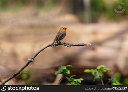 European Robin, or Robin Redbreast, Erithacus Rubecula sitting on a tree branch