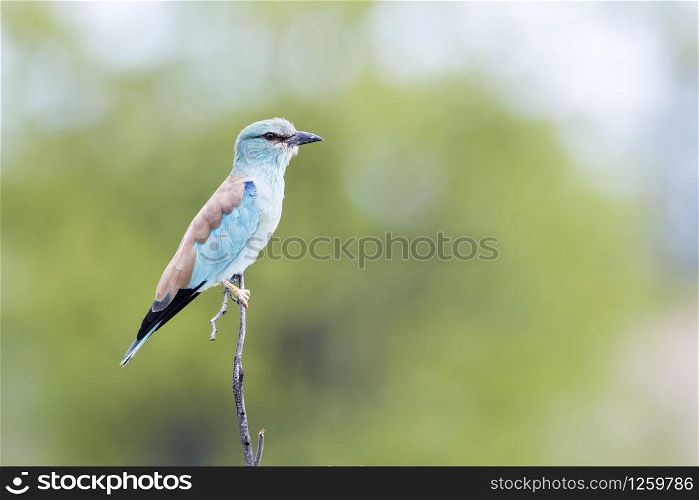 European Roller isolated in blue sky in Kruger National park, South Africa ; Specie Coracias garrulus family of Coraciidae. European Roller in Kruger National park, South Africa