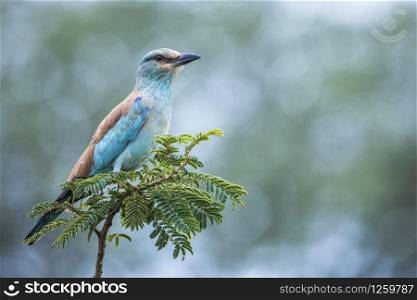 European Roller isolated in blur background in Kruger National park, South Africa ; Specie Coracias garrulus family of Coraciidae. European Roller in Kruger National park, South Africa