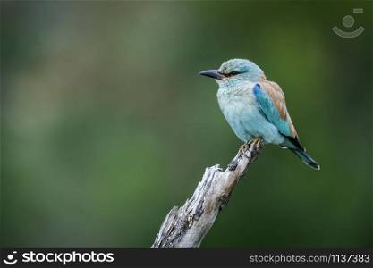 European Roller isolated in natural background in Kruger National park, South Africa ; Specie Coracias garrulus family of Coraciidae. European Roller in Kruger National park, South Africa