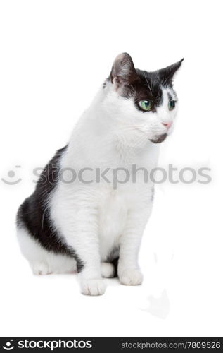 European short haired cat