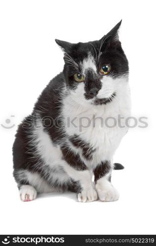 European short haired cat. European short haired cat isolated on white