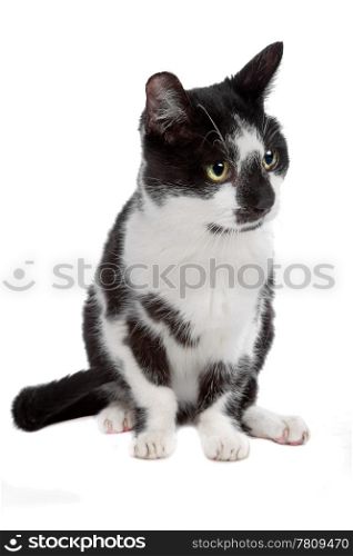 European short haired cat. European short haired cat isolated on white