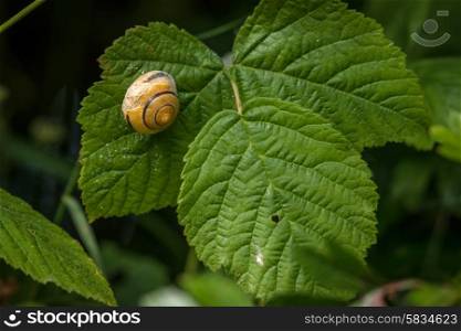 European snail with a house on a green leaf