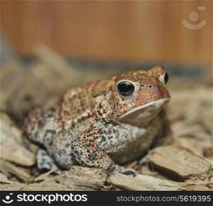 European Toad,Close Up Shot