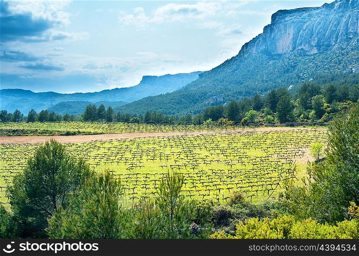 European vineyard at sunset with mountains on background