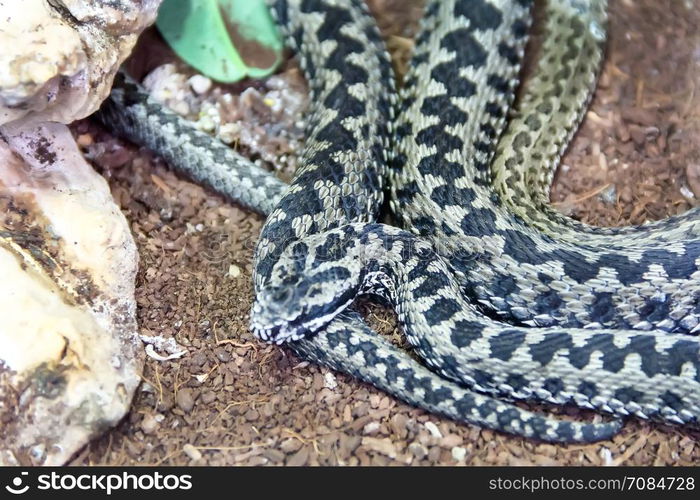 European viper berus also known as European adder in the zoo