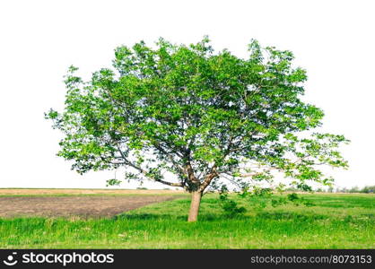 European walnut (Juglans regia) isolated on a white background