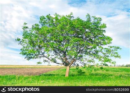 European walnut (Juglans regia) on field