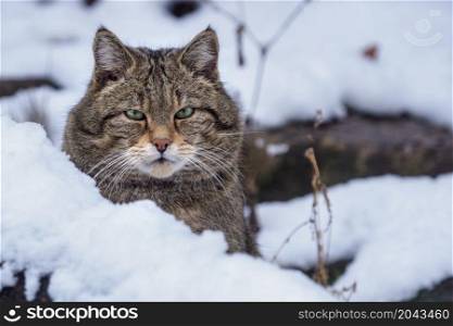 European Wild Cat (Felis silvestris)