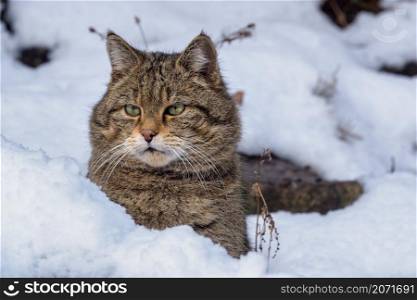 European Wild Cat (Felis silvestris)