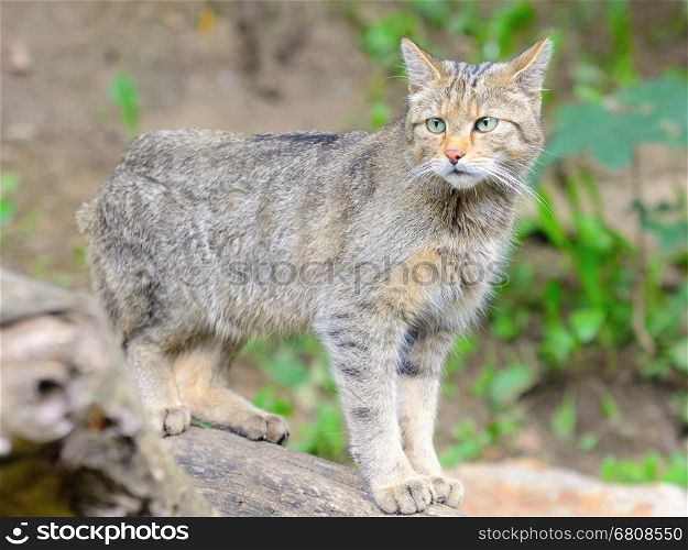European wild cat with latin name Felis silvestris silvestris.